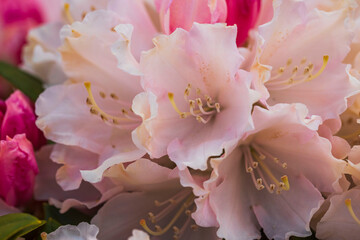 Сlose up view of blooming rhododendron in spring. Beautiful nature backgrounds. 
