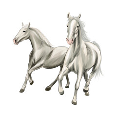 Two white horses running at a gallop from splash of watercolors, colored drawing, realistic. Vector illustration of paints