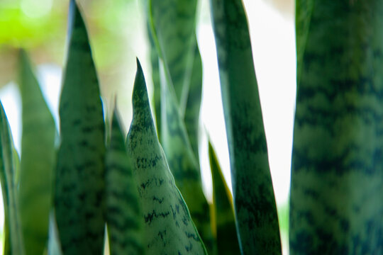 Espada de S&atilde;o Jorge - Sansevieria - no jardim