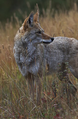 Coyote turns in tall grass creating an environmental portrait taken along Spray Lakes Road in Kananaskis region of Alberta, Canada