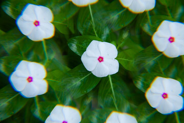Vinca branca em caleidoscópio.- filtro fotográfico