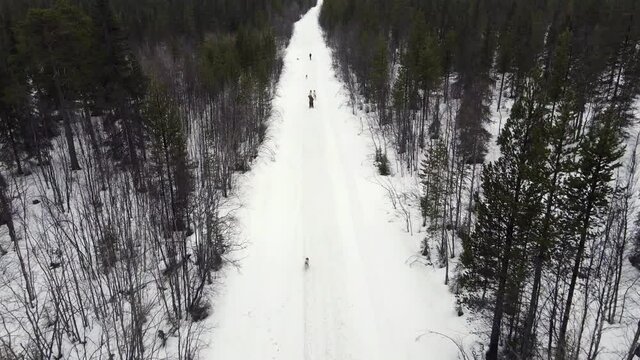 Drone Aerial view of dogsledding handler with team of trained husky dogs mountain pass, husky dog sled riding in winter forest
