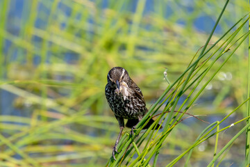 The red-winged blackbird (Agelaius phoeniceus) female collecting insects for cubs