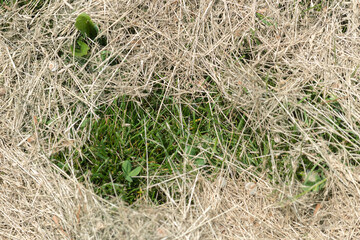 dried grass on the ground