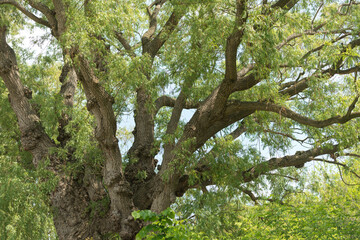 grand willow tree branches in the park