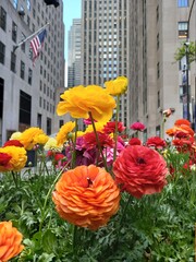 flowers in the city