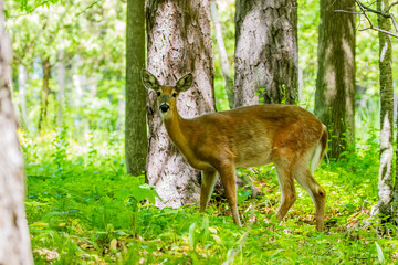 The White-tailed deer , hind on the forest