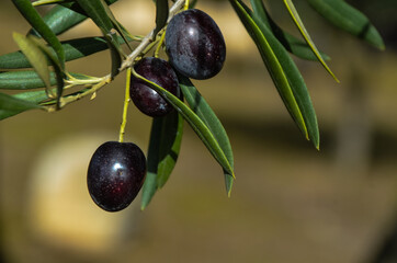 OLIVAS ACEITUNAS