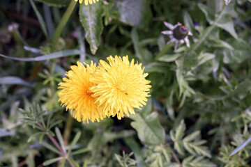 Two yellow dandelion flowers among the grass in spring, close up.