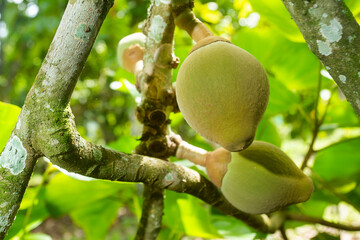 Organic Sapodilla fruit on the tree - Matisia cordata