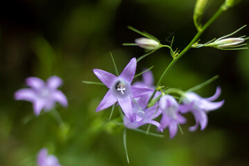 Fototapeta premium a campanula patula