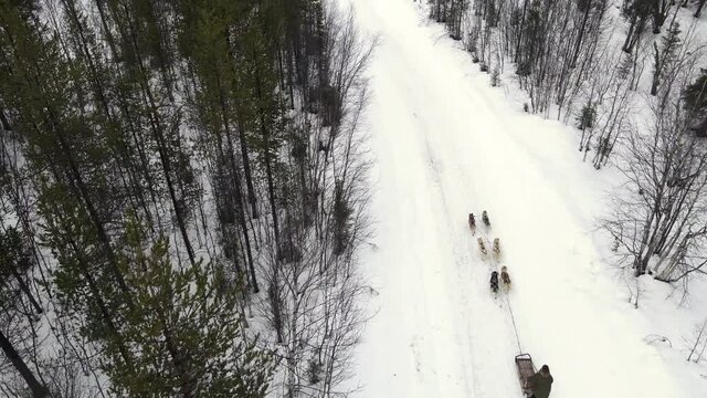 Drone Aerial view of dogsledding handler with team of trained husky dogs mountain pass, husky dog sled riding in winter forest