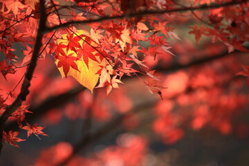 autumn leaves 秋の木漏れ日と紅葉