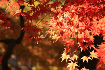 Naklejka na ściany i meble autumn leaves 秋の木漏れ日と紅葉