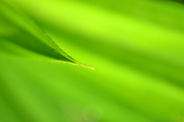 green leaf background