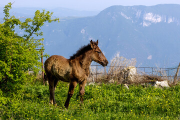 A young horse