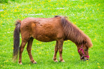 Brown horse - Equus ferus caballus - on fresh green grass in Spring