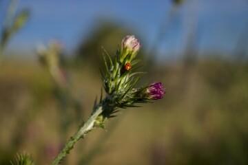 flowers on a meadow