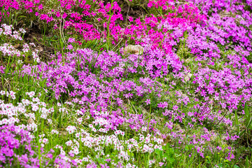 Obraz na płótnie Canvas Different colors of Phlox pilosa in garden