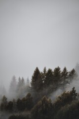 forest fog trees