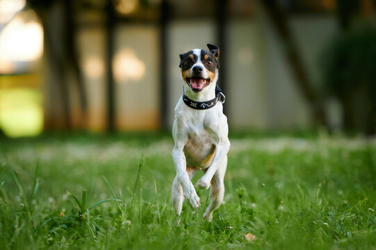 Cheerful Ratonero Bodeguero Andaluz dog jumping around in a park with a blurry background