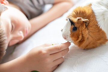 boy feeds guinea pig out of hands. manual animal eats from human hands. child takes care and plays...