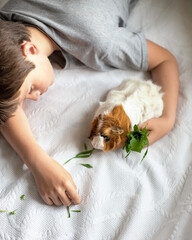 Obraz na płótnie Canvas boy feeds guinea pig out of hands. manual animal eats from human hands. child takes care and plays with pet.