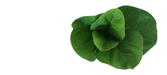 Collard greens on white background for create the best your work.