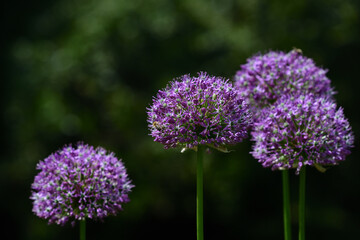 A field with bright purple flowers of the ornamental onion grows in the green in the garden against a dark background in spring