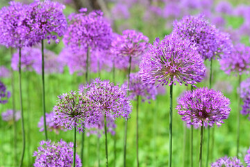 A field with bright purple flowers of the ornamental onion grows in the green in the garden in...