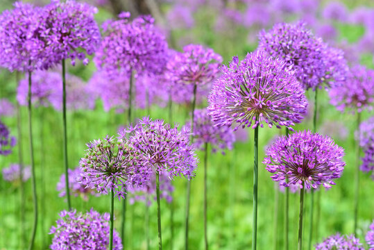 A field with bright purple flowers of the ornamental onion grows in the green in the garden in spring