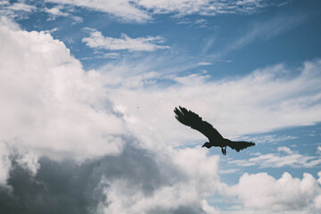 vulture in flight