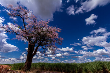 Fototapeta na wymiar sugar cane field and pink ipe tree with clouds blue sky, in Brazil