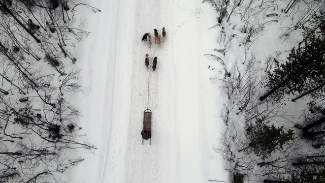 Drone Aerial view of dogsledding handler with team of trained husky dogs mountain pass, husky dog sled riding in winter forest