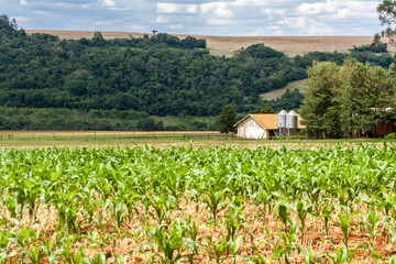 small silo for grain storage in the background, with blurred corn plantation in the foreground, in Brazil © AlfRibeiro