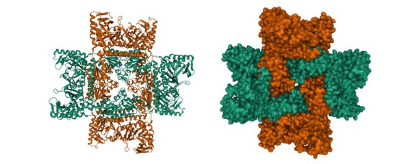Structure of human octameric PAICS, 3D cartoon and Gaussian surface model, white background.