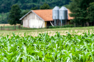 Corn plantation with selective focus and small silo for storage of grain in the background, on a farm in Brazil © AlfRibeiro