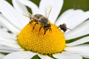 Gemeine Sandbiene, Gewöhnliche Bindensandbiene // Yellow Legged Mining Bee (Andrena flavipes)