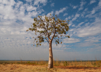 Fototapeta na wymiar Young boab tree with fruit in the Kimberly region of Western Australia