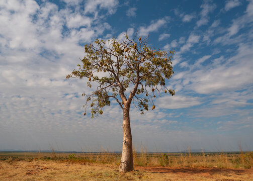 Young boab tree with fruit in the Kimberly region of Western Australia