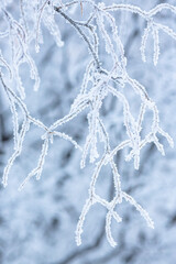 Snow and rime ice on the branches of bushes. Beautiful winter background with trees covered with hoarfrost. Plants in the park are covered with hoar frost. Cold snowy weather. Cool frosting texture.