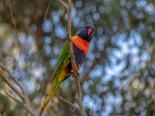 Lorikeet Angled