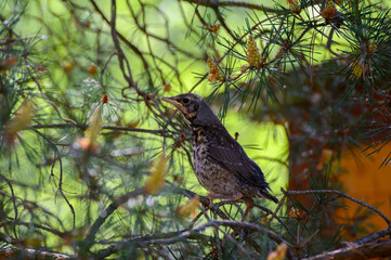 Thrush chick prepares for its first flight