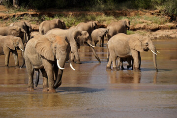 Herd of elephants drinking from Ewaso (Uaso) Nyiro River, Samburu Game Reserve, Kenya (note bull...