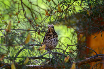 Thrush chick prepares for its first flight