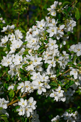 Blooming philadelphus