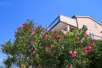 Pink flowers of oleander near house. Blooming Nerium oleander in summer day at the sea. Oleander...