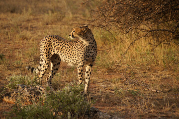 Hungry cheetah, Samburu Game Reserve, Kenya