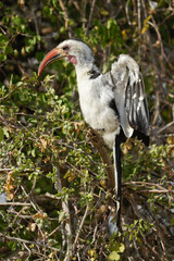 Red-billed hornbill displaying during breeding season, Samburu Game Reserve, Kenya