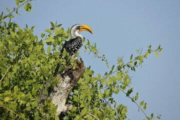 Eastern yellow-billed hornbill, Samburu Game Reserve, Kenya